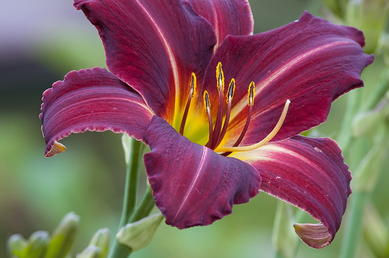 555 Blume-D34_8683.jpg